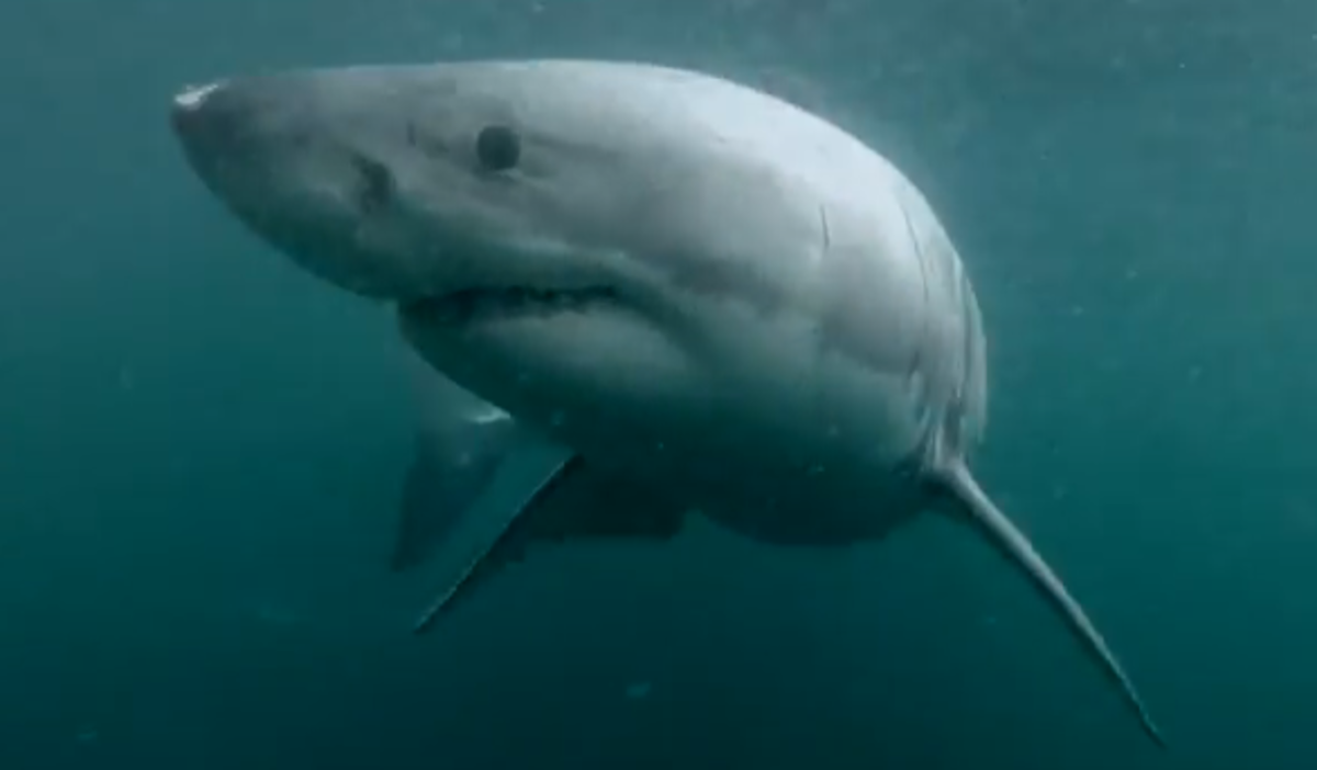 fake shark video