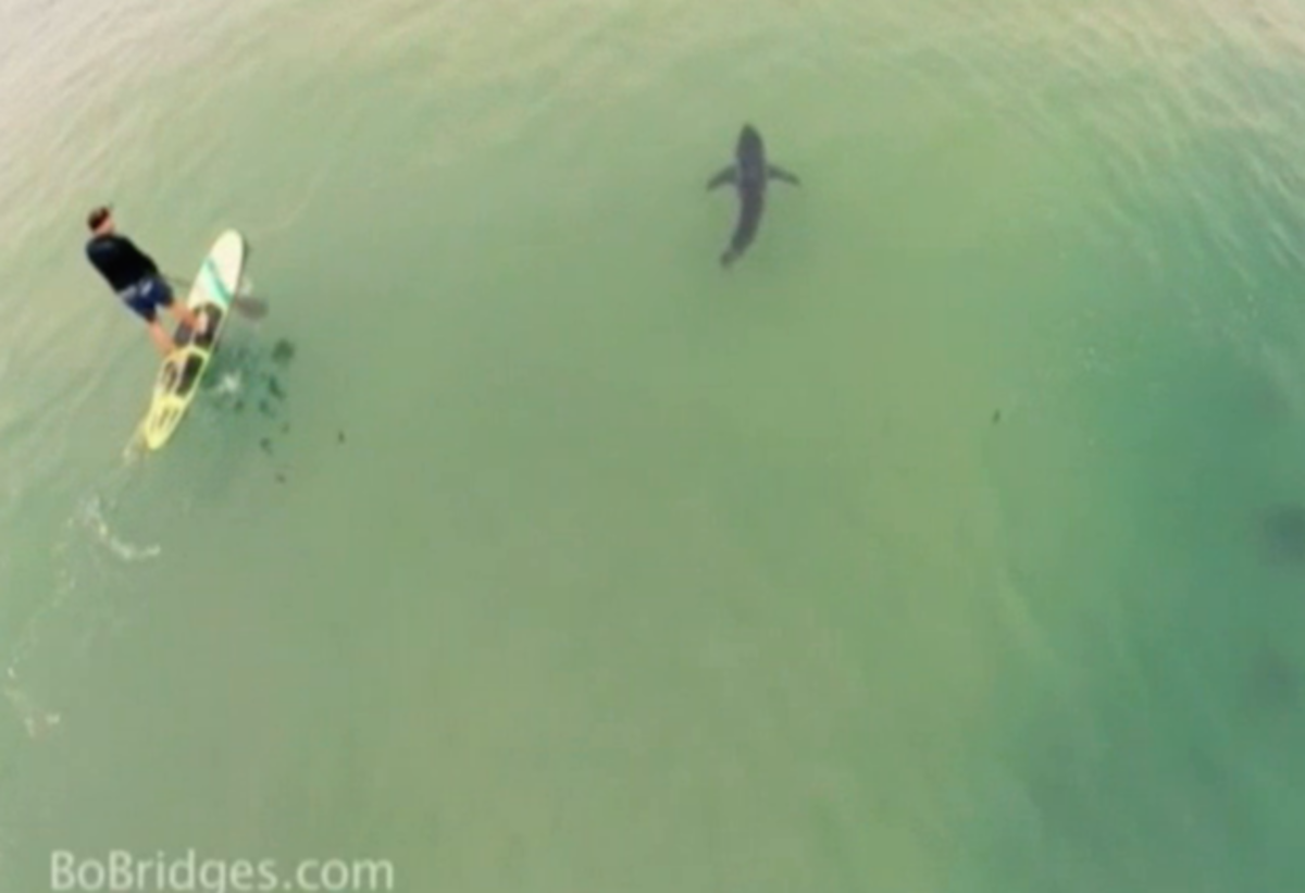 great white shark