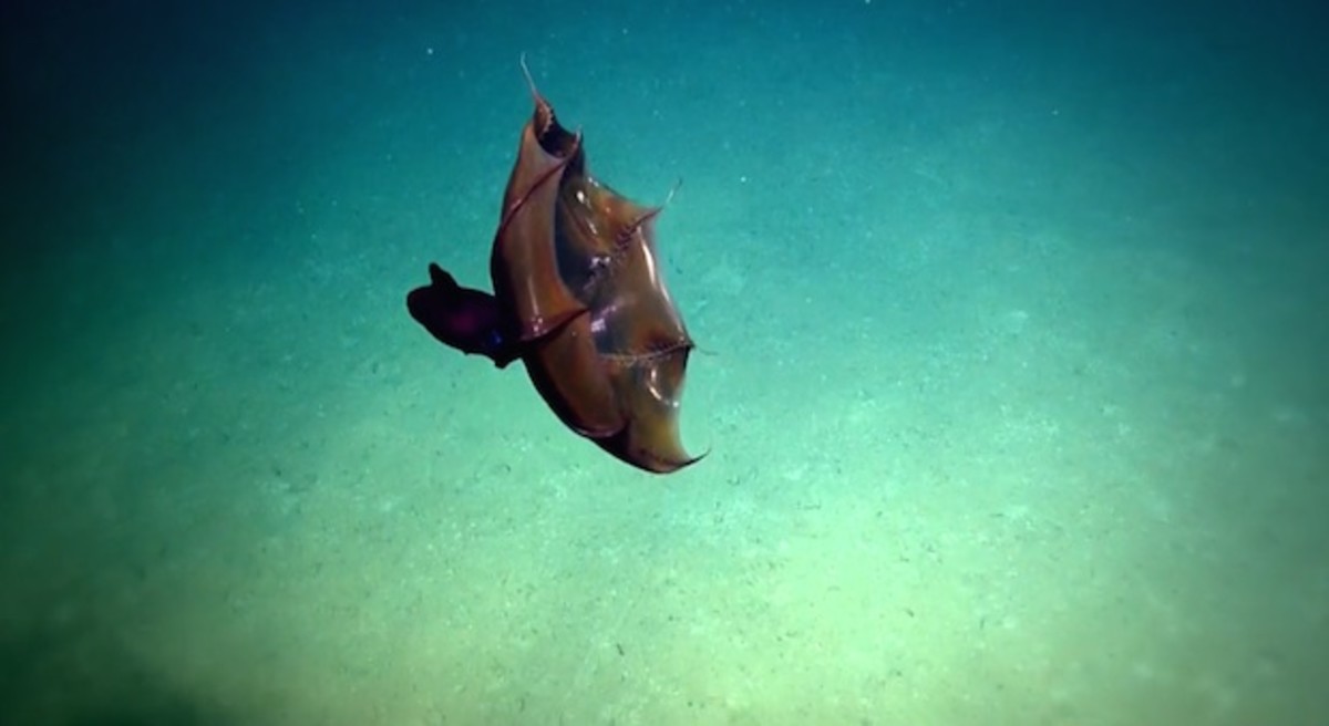 Vampiresquid.jpeg copy