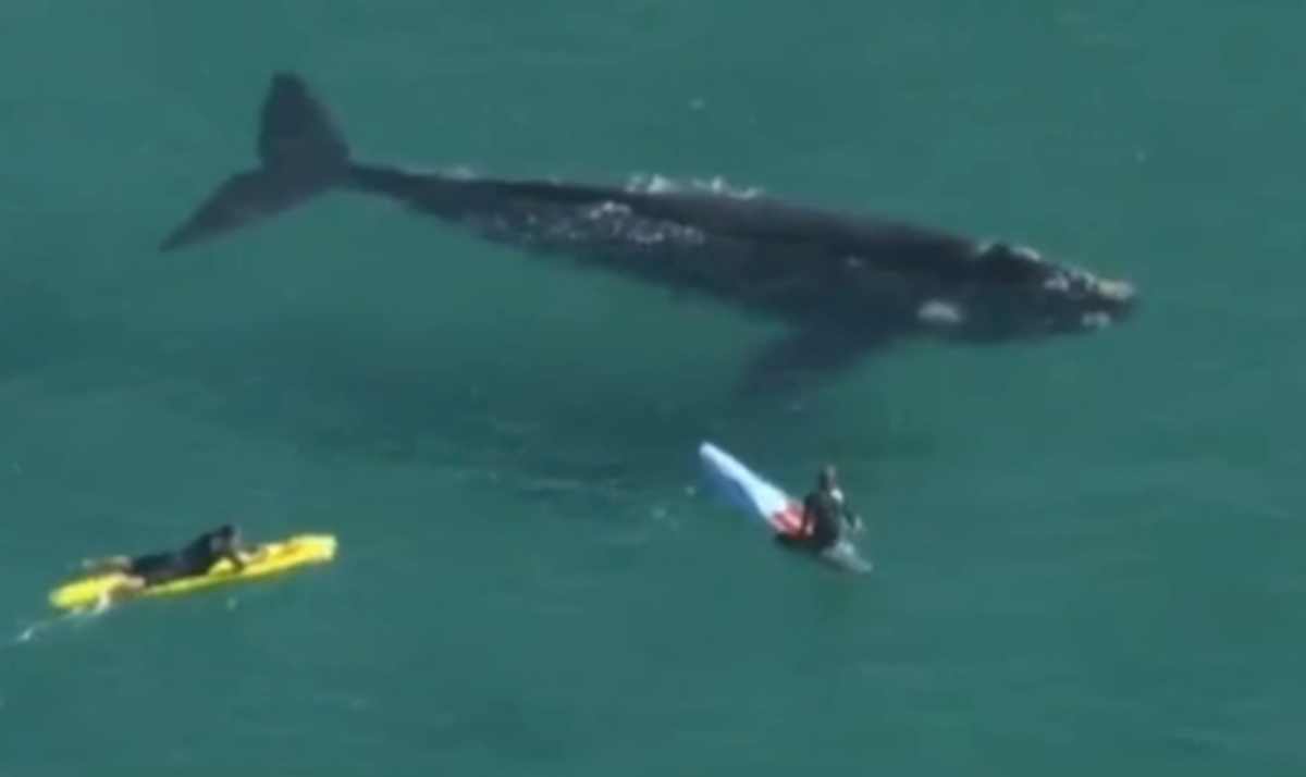 Whale.jpeg