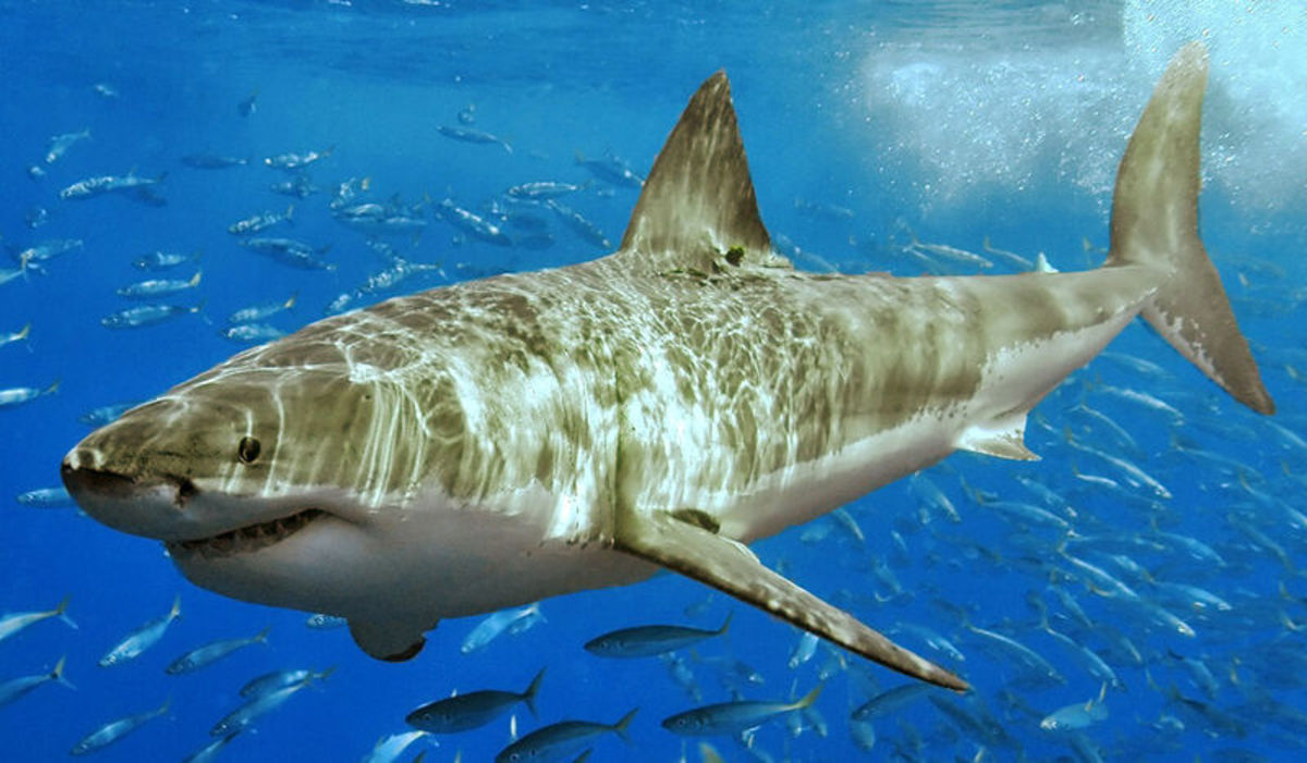 800px White_shark_(cropped)