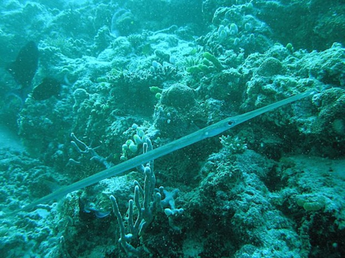 10 exotic fish El Niño might send to California