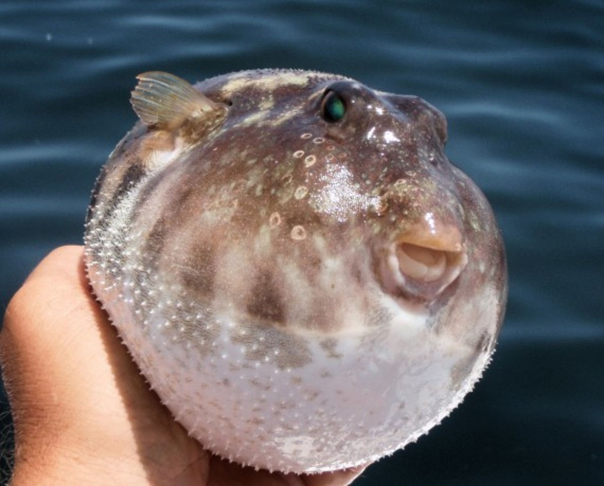10 exotic fish El Niño might send to California