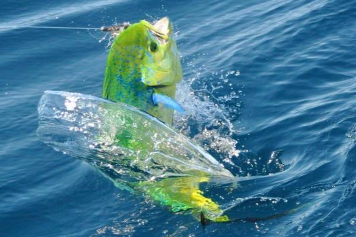 10 exotic fish El Niño might send to California
