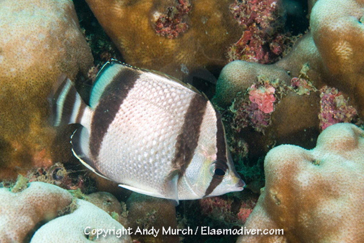 10 exotic fish El Niño might send to California
