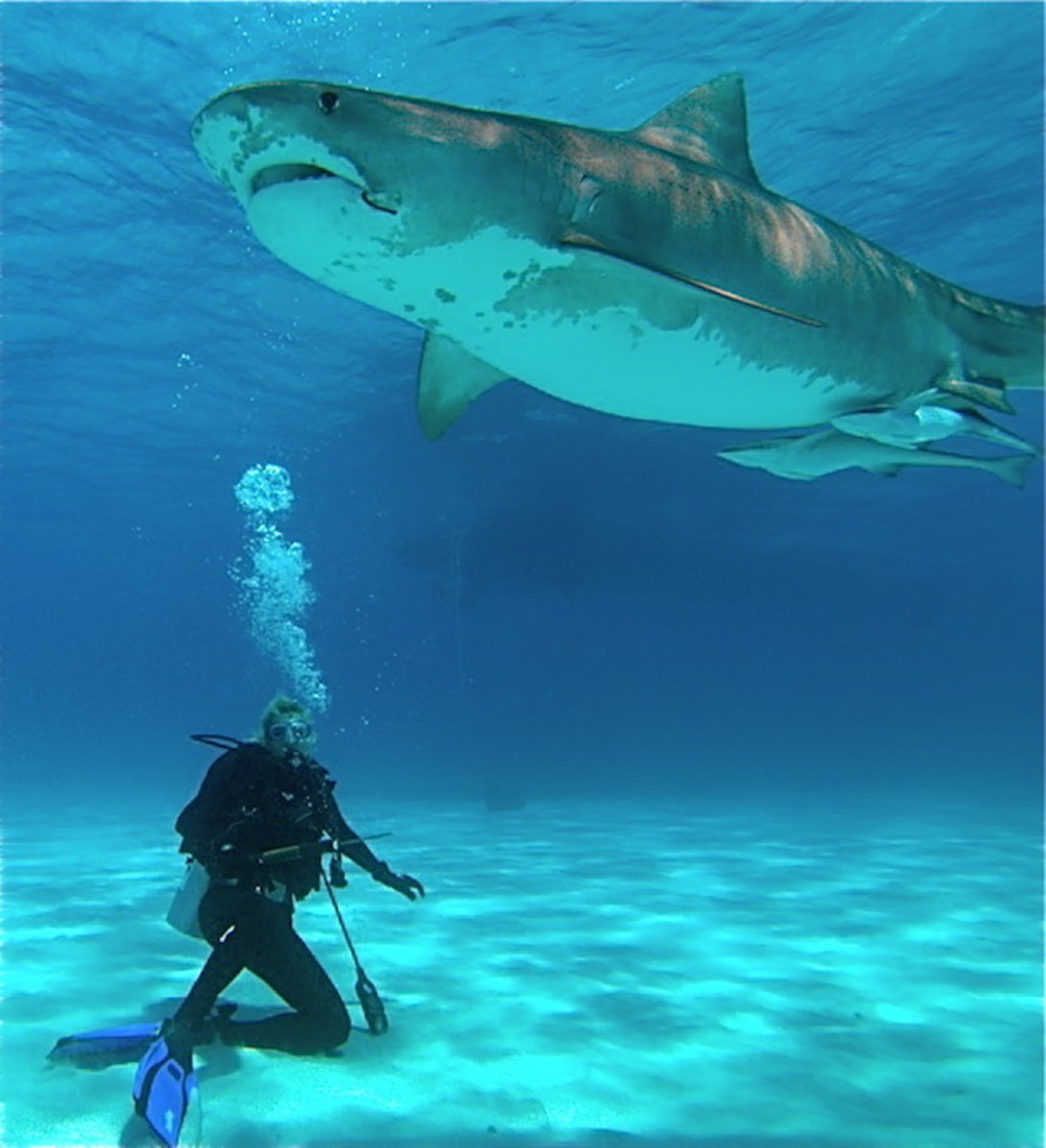 missing shark diver