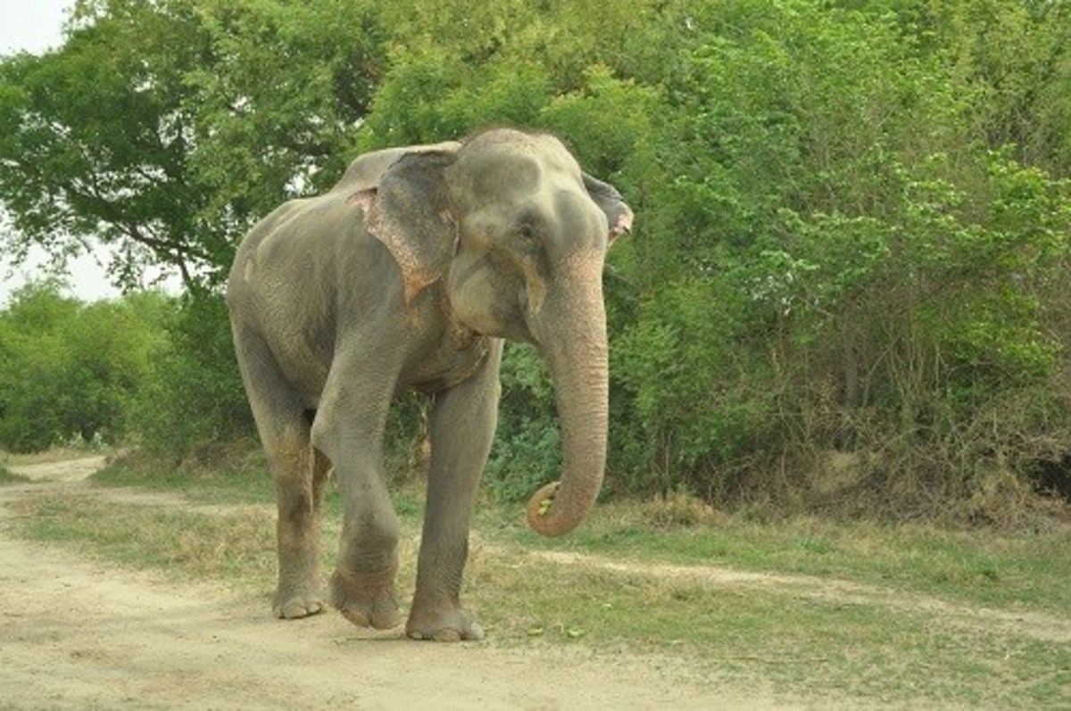 Raju, an abused elephant for 50 years, walks free of chains and spiked shackles at an elephant sanctuary in India. Photo from Wildlife S.O.S. Facebook page