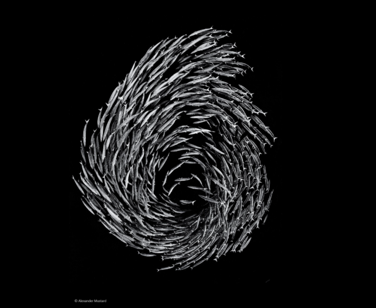barracuda swirl