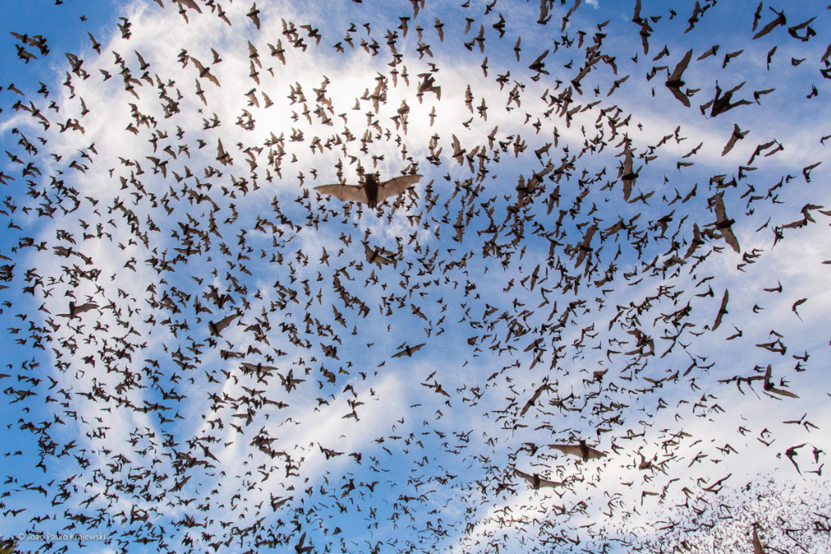 bat festival