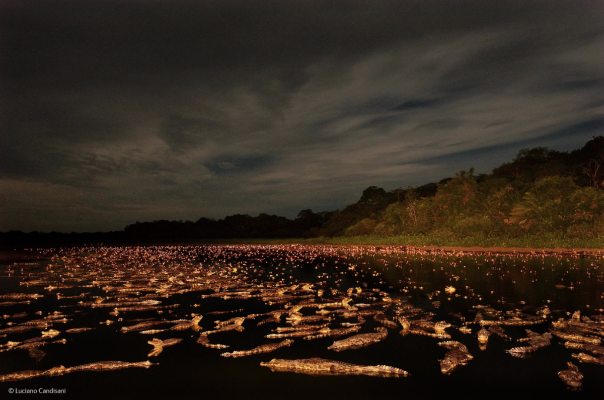 caiman night