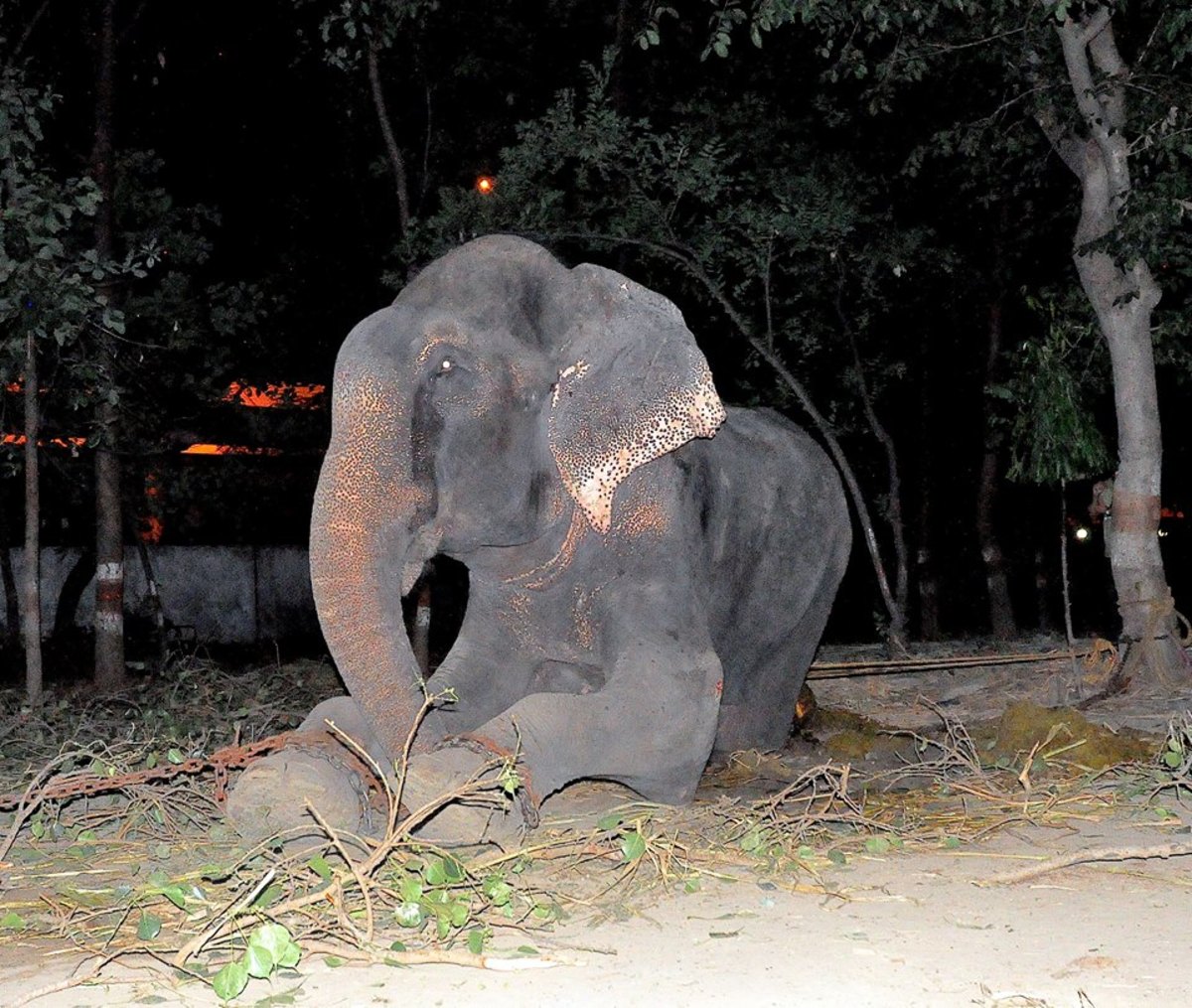 elephant-cries-wildlife-s.o.s.-