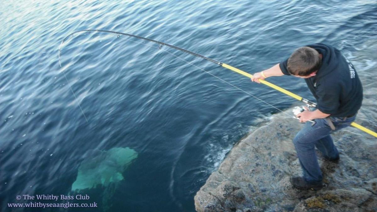 The common skate "took off at a thousand miles an hour." Photo courtesy of The Whitby Bass Club