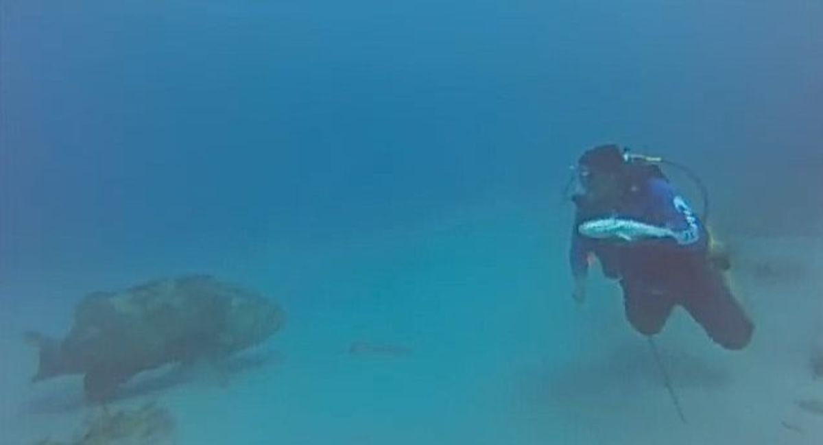 Goliath grouper eyes a free meal that was just speared by diver Arif Sabir off Jupiter, Florida. Photo is a screen grab from the video