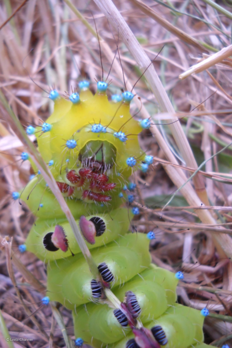 great peacock moth caterpillar