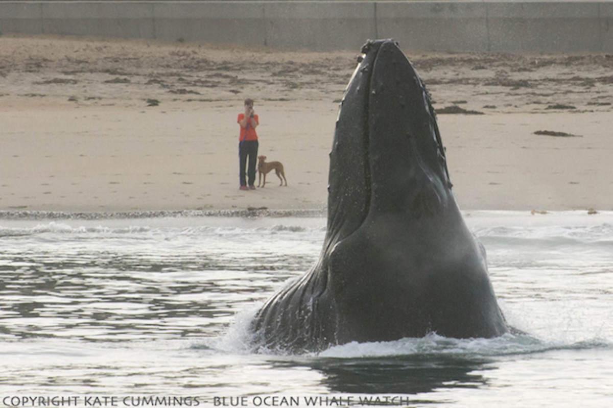 Humpback whale surprises dog