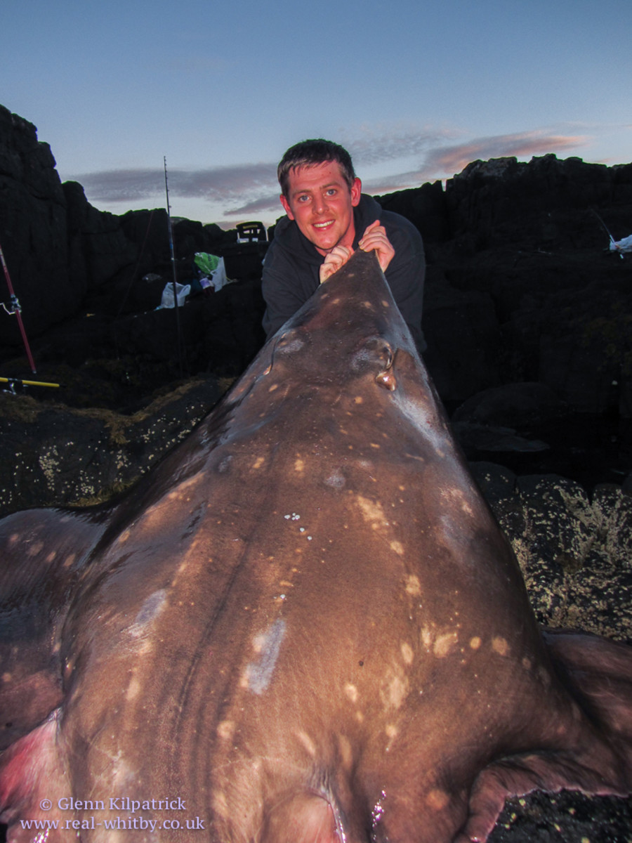 Common skate caught by Daniel Bennett weighed an estimated 208 pounds and is the biggest fish landed from British shores. Photo courtesy of the Whitby Bass Club
