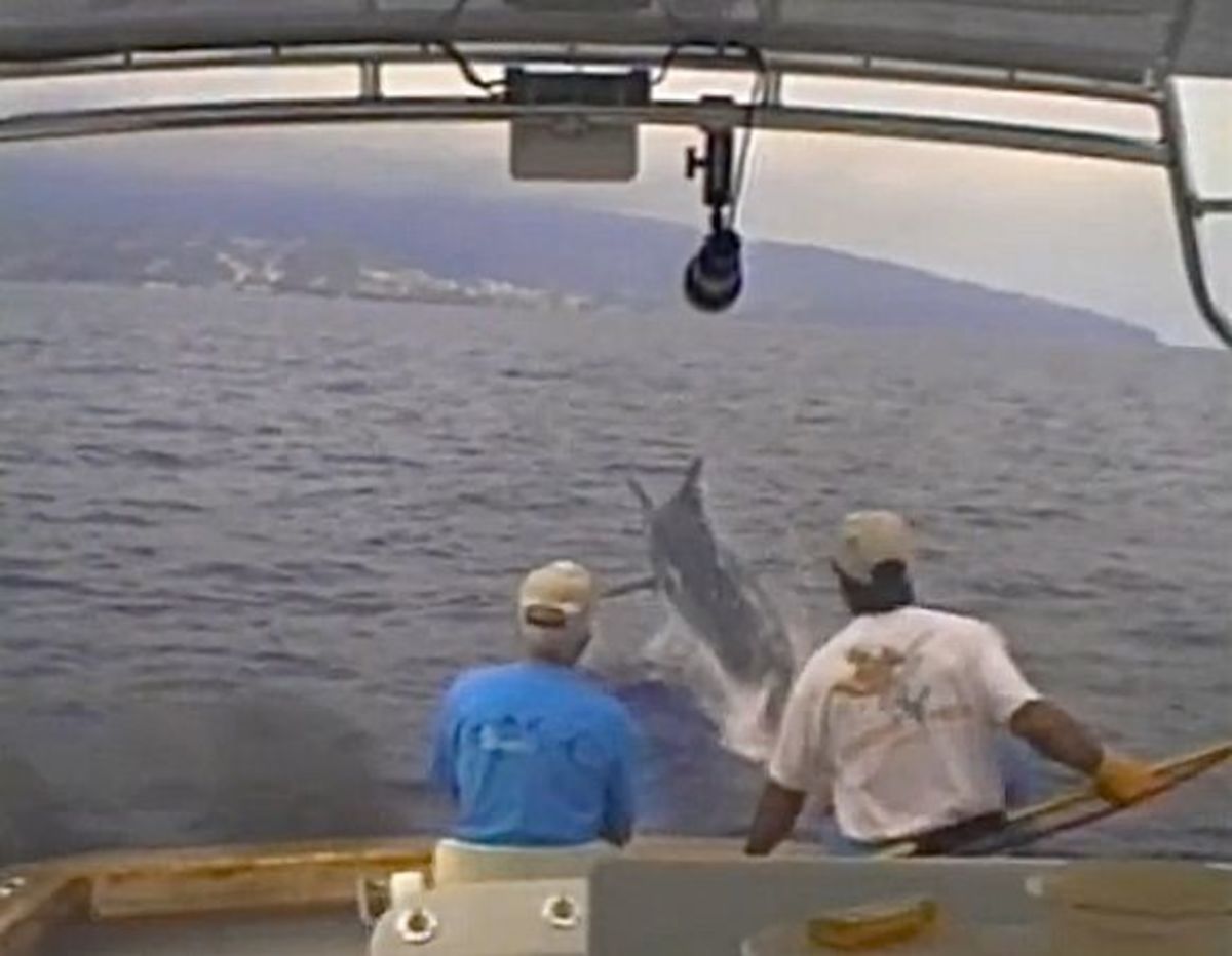 Veteran billfish angler Stewart Campbell was pulled overboard by a blue marlin. He was fortunate the line broke. Or did it? Photo is a screen grab from the video