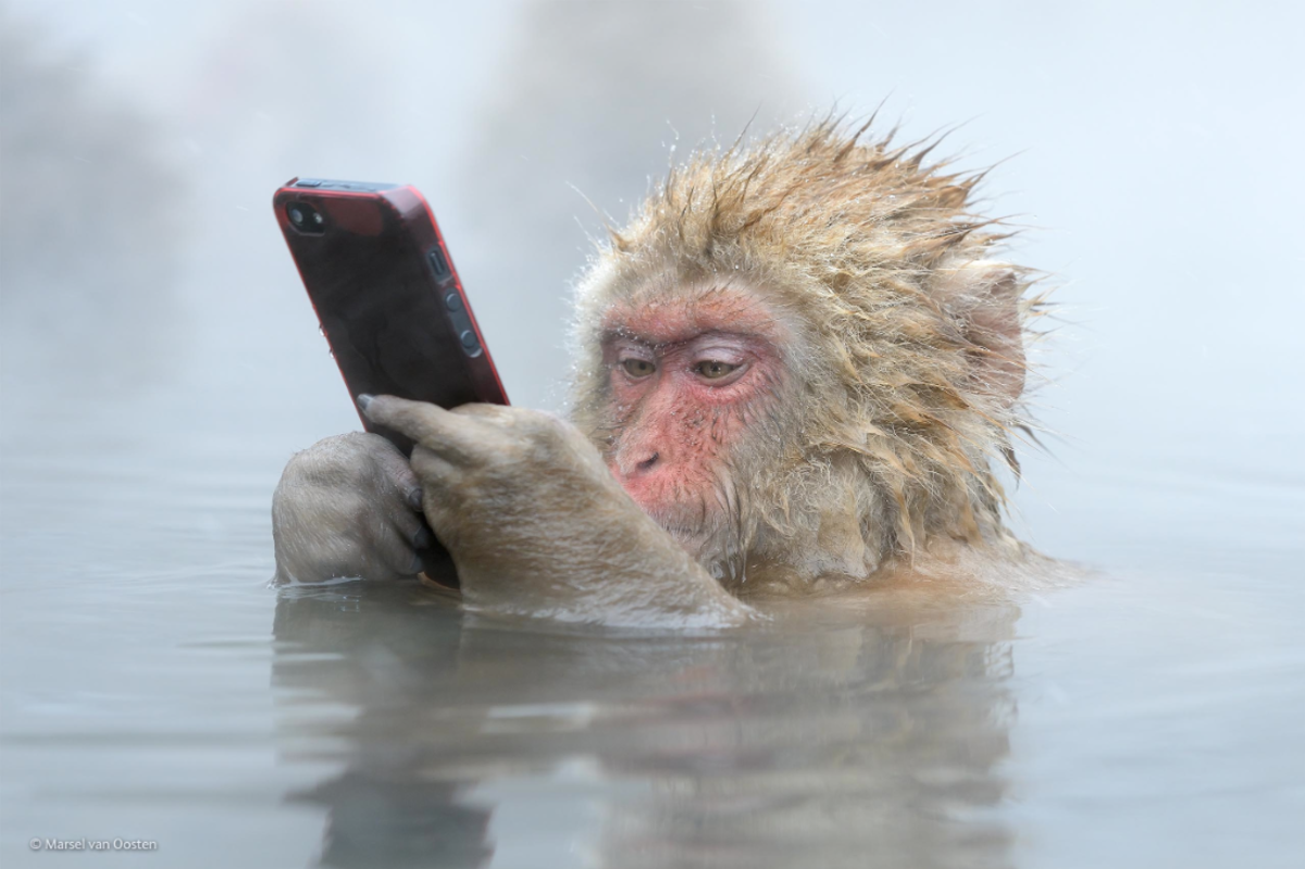 Snow monkey