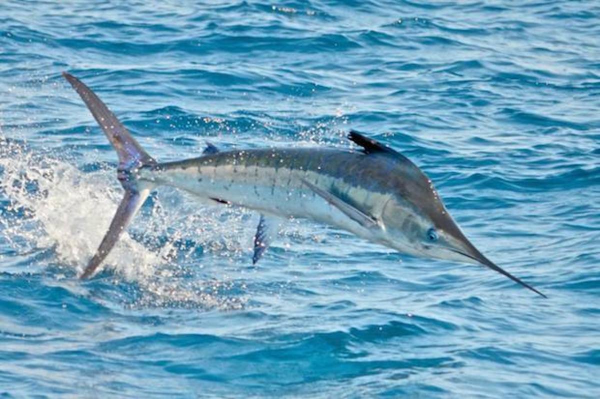 10 exotic fish El Niño might send to California
