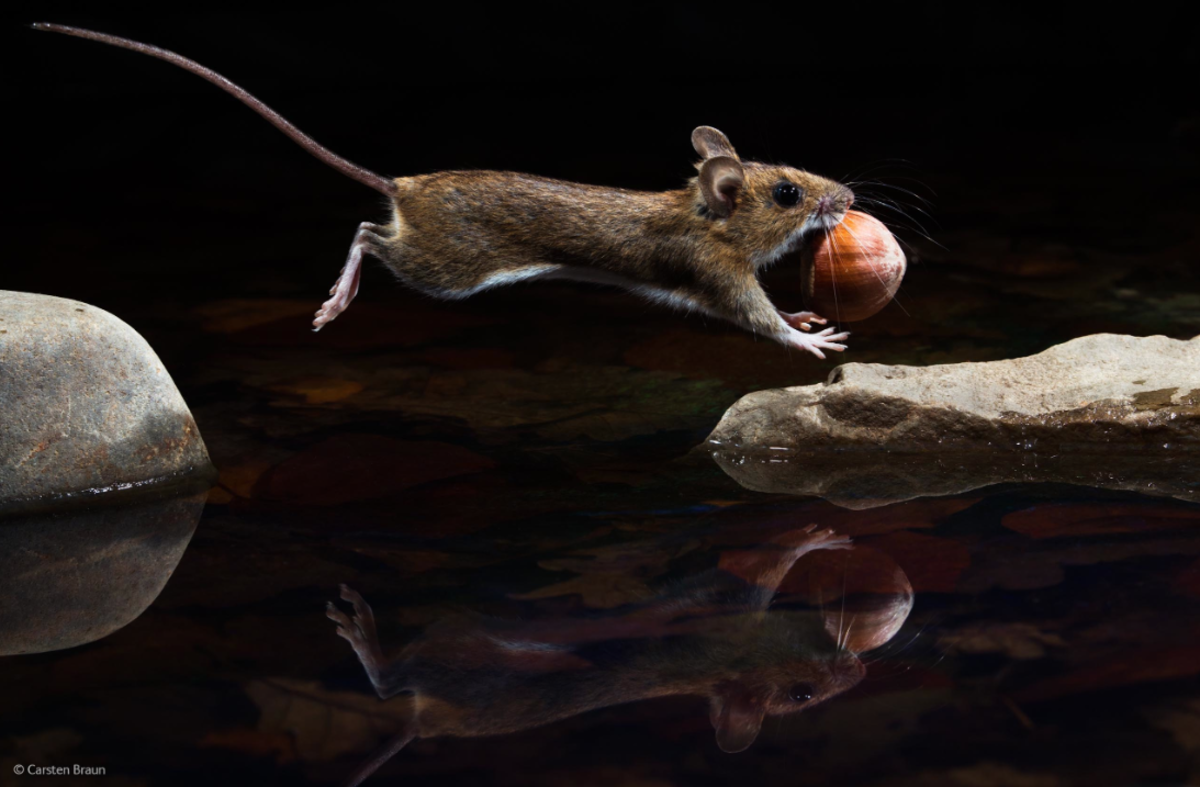 yellow-necked mouse