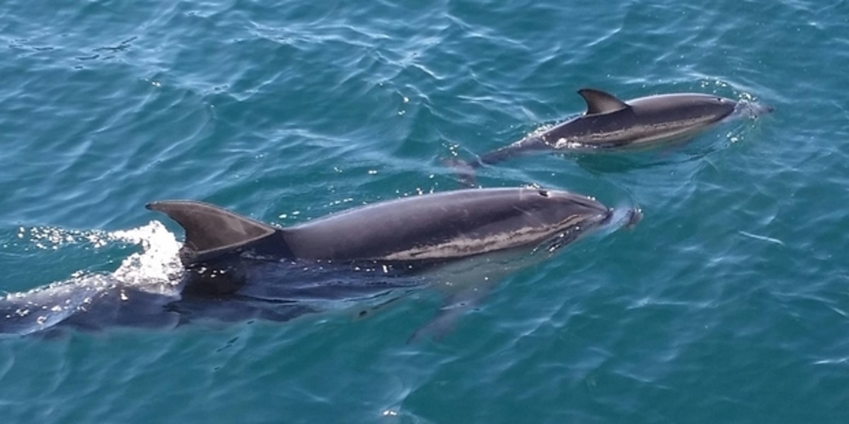 Dolphin1
