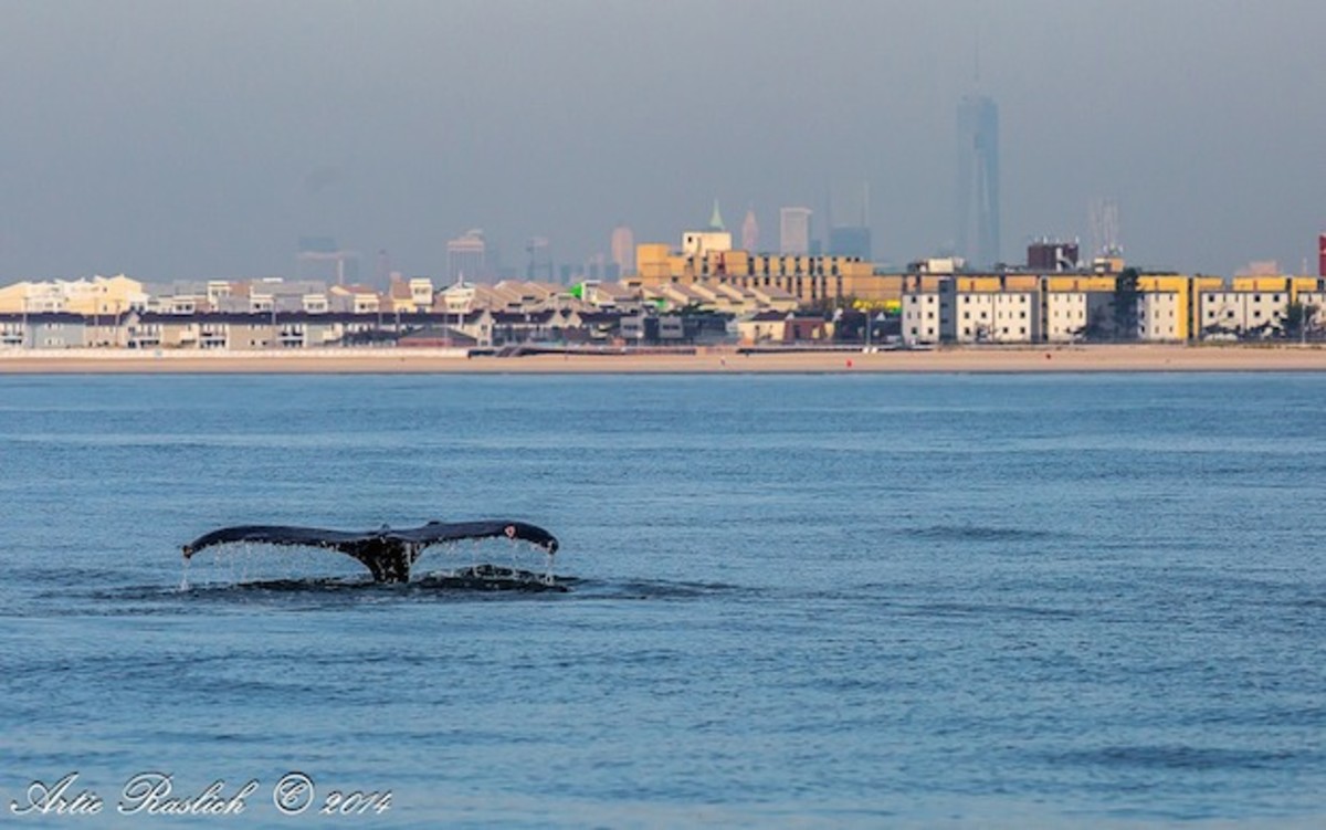 humpback whale