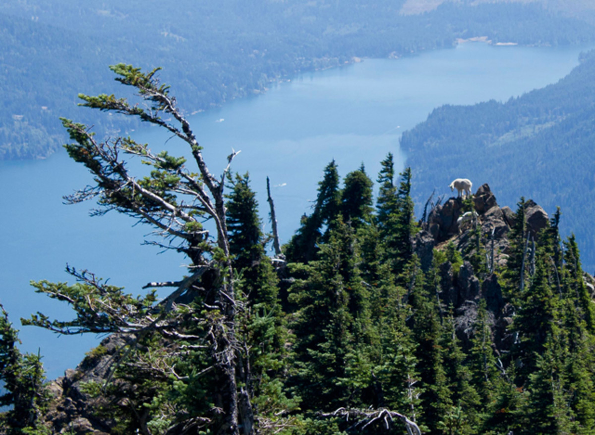 Mount Ellinor