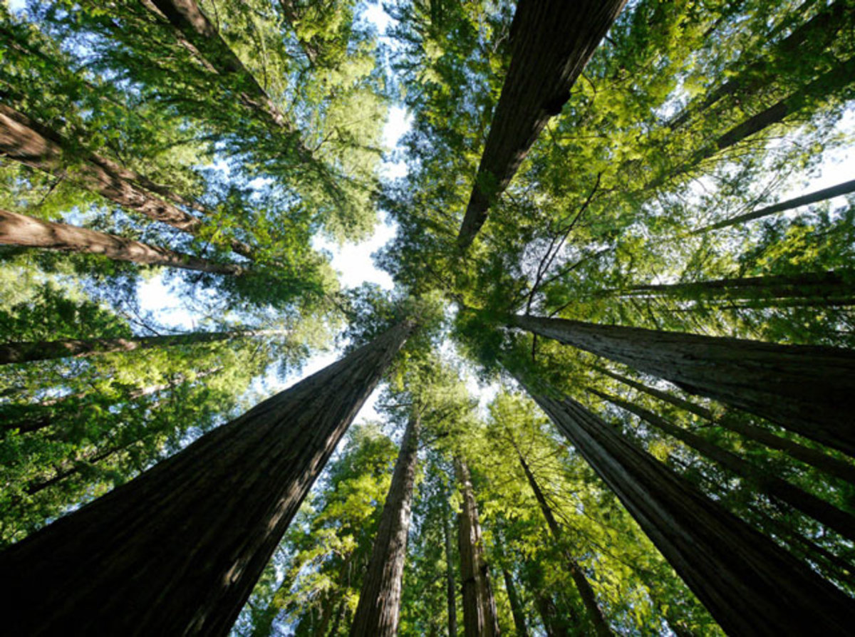 Avenue of the Giants