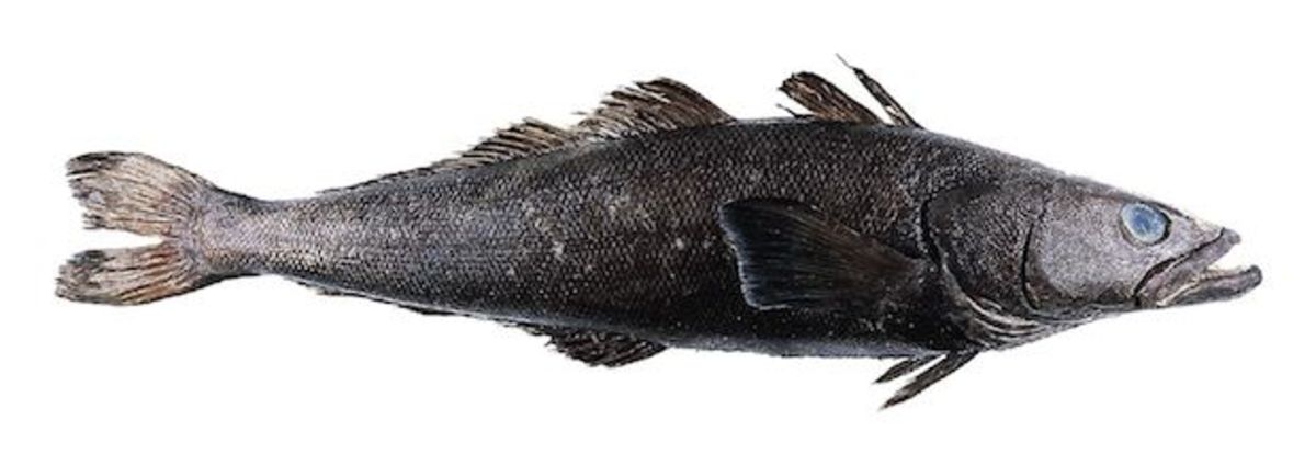 Toothfish