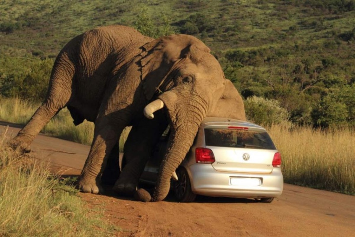 Elephant in Pilanesburg National Park in South Africa appeared in a playful mood. Photo by Armand Grobler Photography used by permission