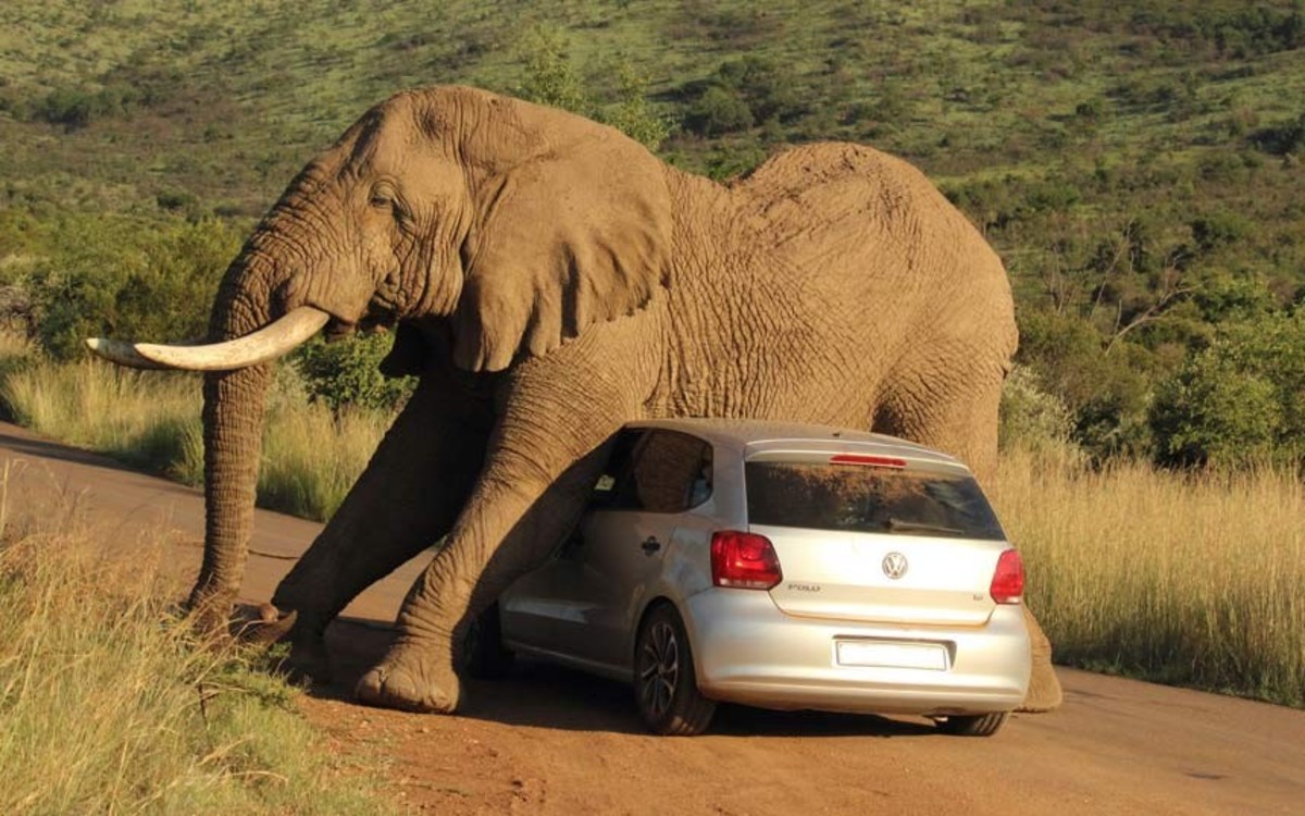 Elephant damages car and terrorizes its passengers in Pilanesburg National Park. Photo by Armand Grobler Photography used by permission 