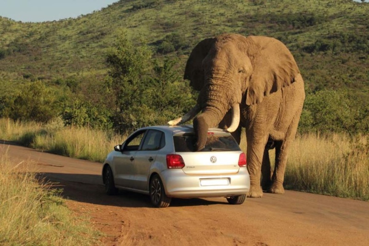 Elephant checks out a car in Pilanesburg National Park in South Africa. Photo by Armand Grobler Photography used by permission