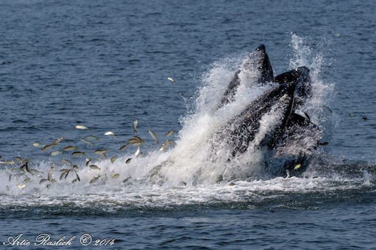 humpback whale