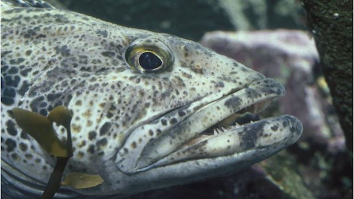 lingcod