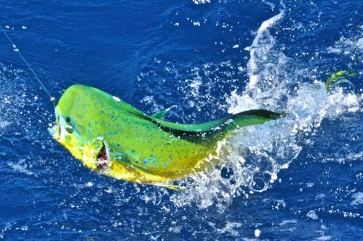 mahi