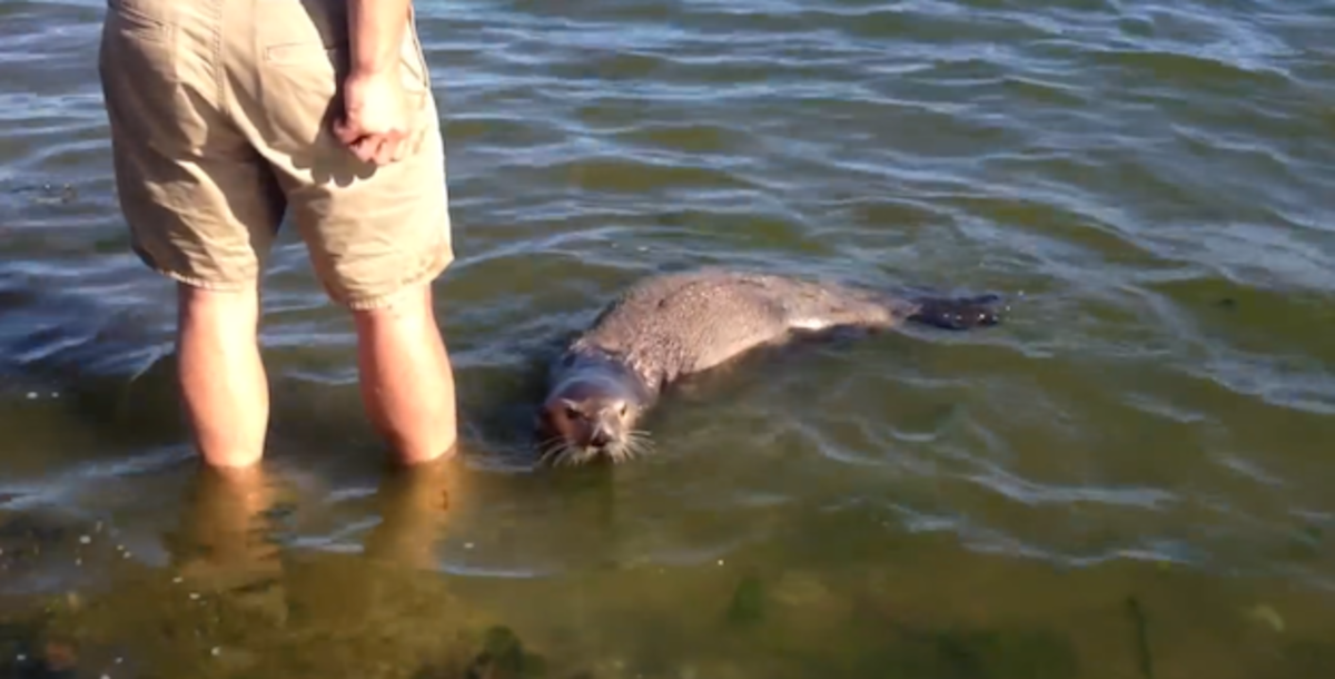 sea otter