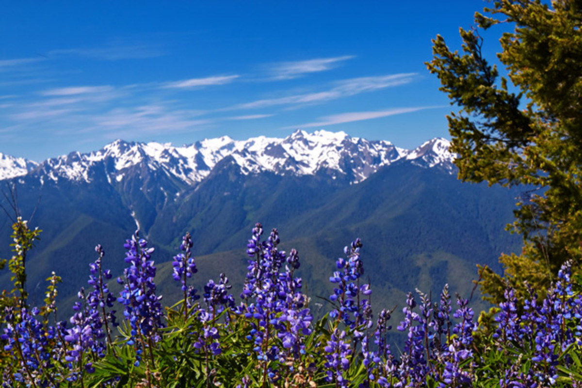 Hurricane Ridge Trail