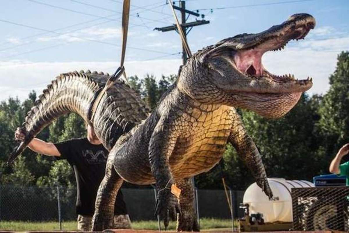 Gator copy
