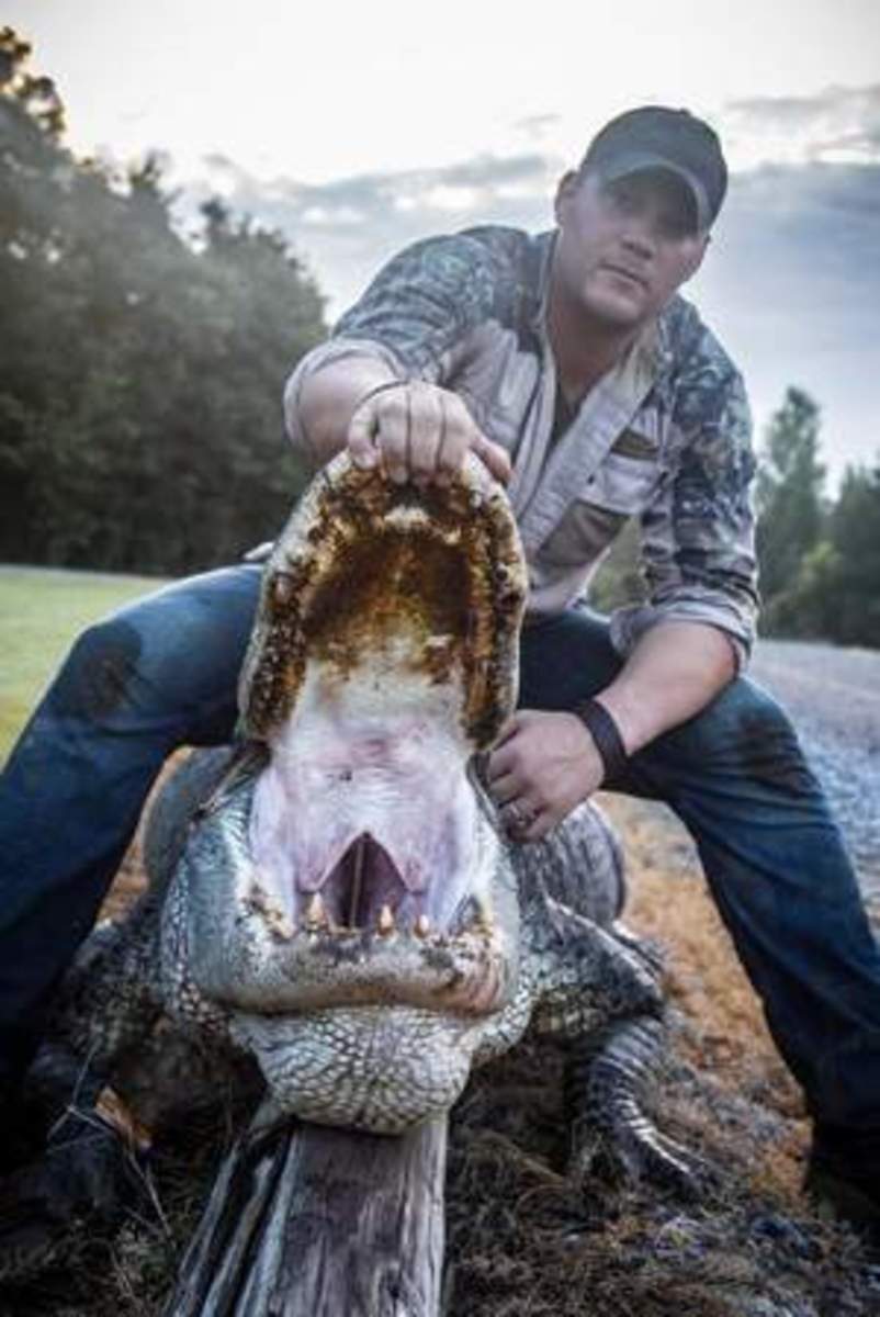 alligator
