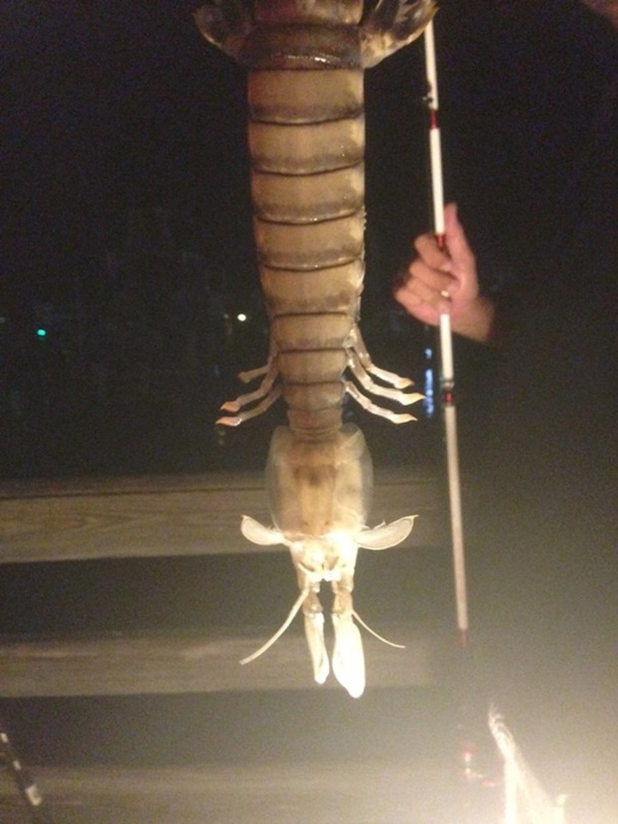 Shrimp1