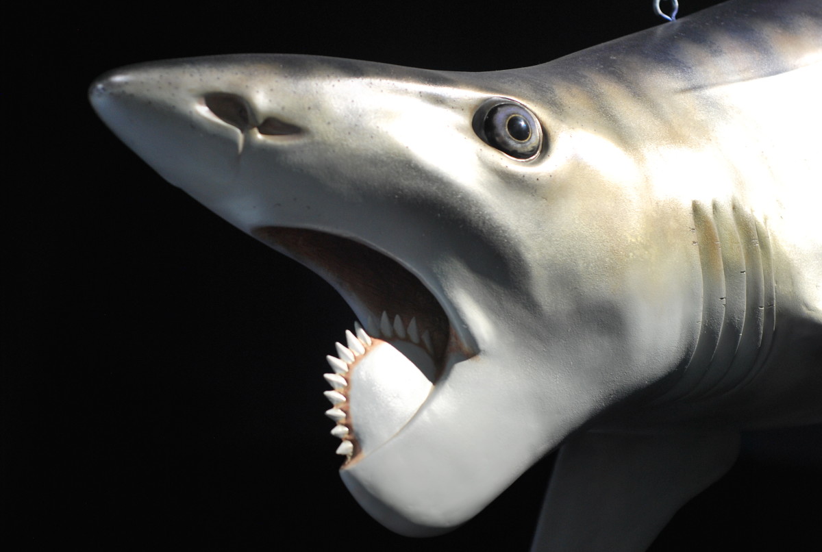 helicoprion shark toy