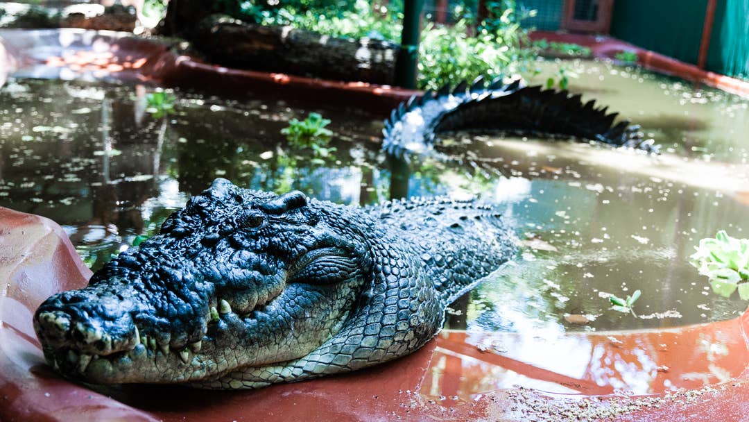 Largest Crocodile In Captivity Shown In Photos Men S Journal