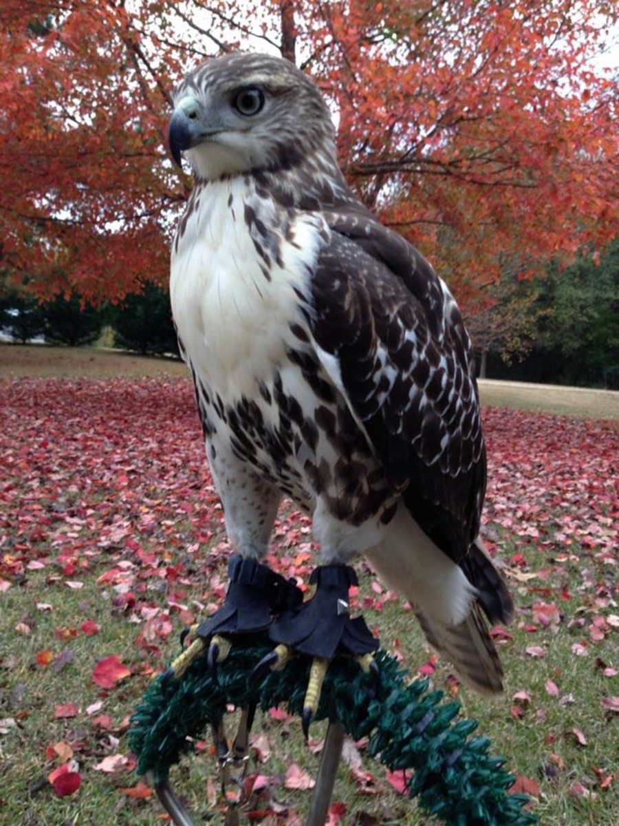 falcon