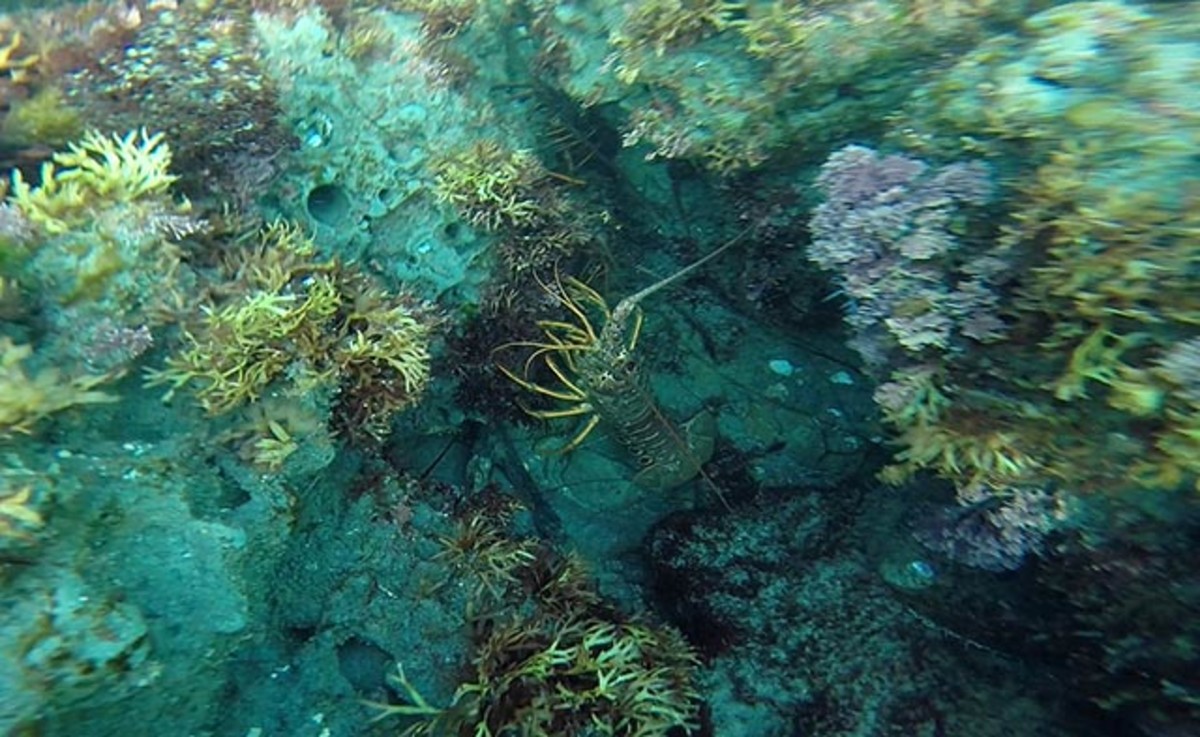A California Spiny Lobster hides in a crack in 20 feet of water off the San Diego coastline; photo Justin Coté