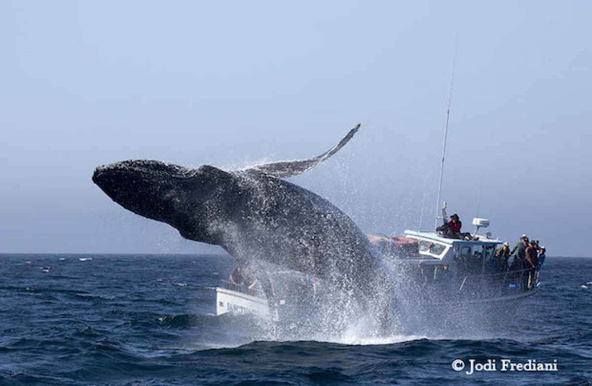 whale breach