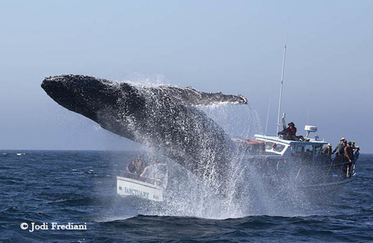 whale breach