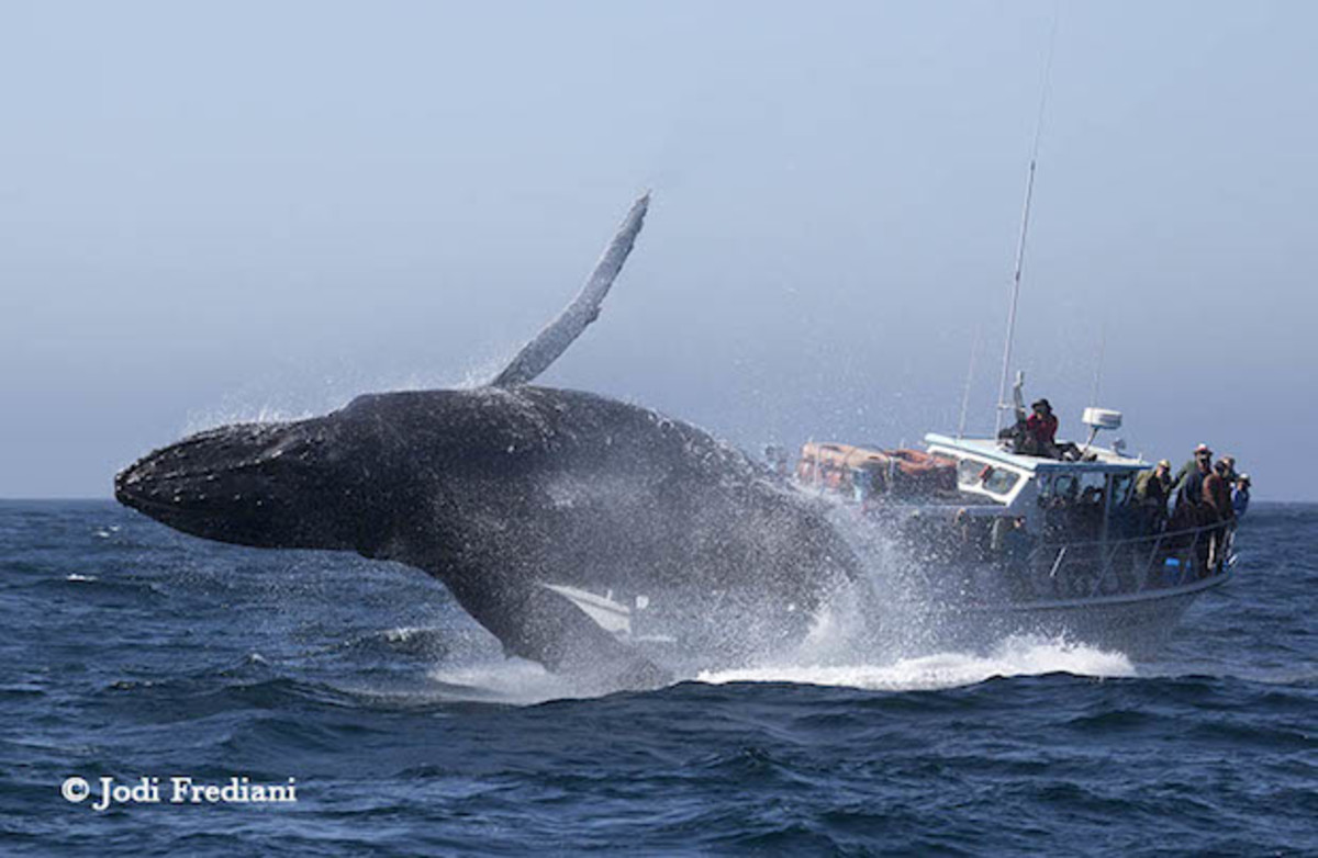whale breach