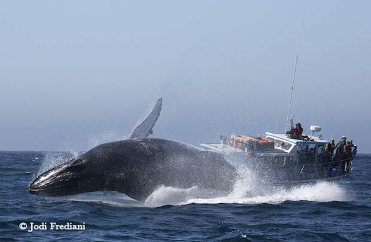 whale breach