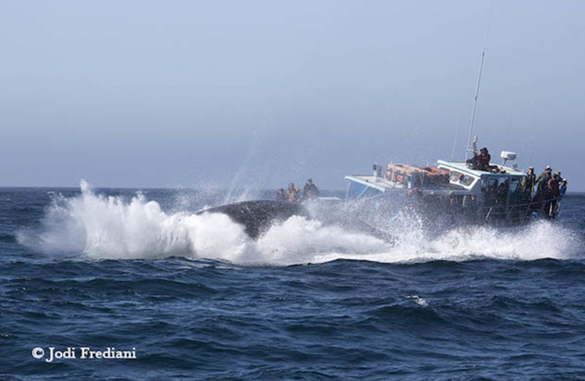 whale breach