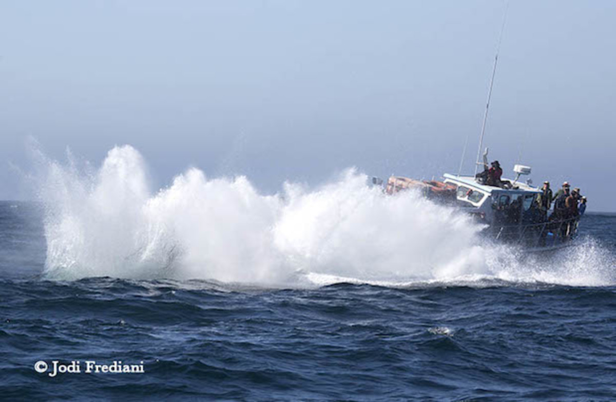 whale splash